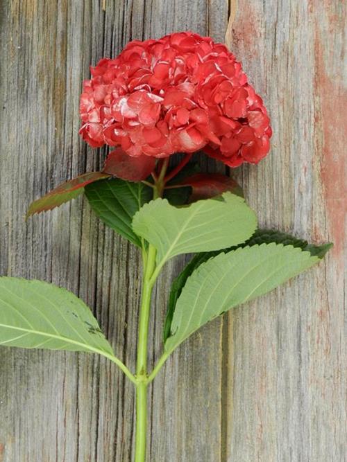 PAINTED RED #15 TINTED HYDRANGEA